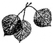 Aspen Mortgage II, LC Logo