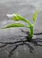 Chadash Lending Group, LLC Logo